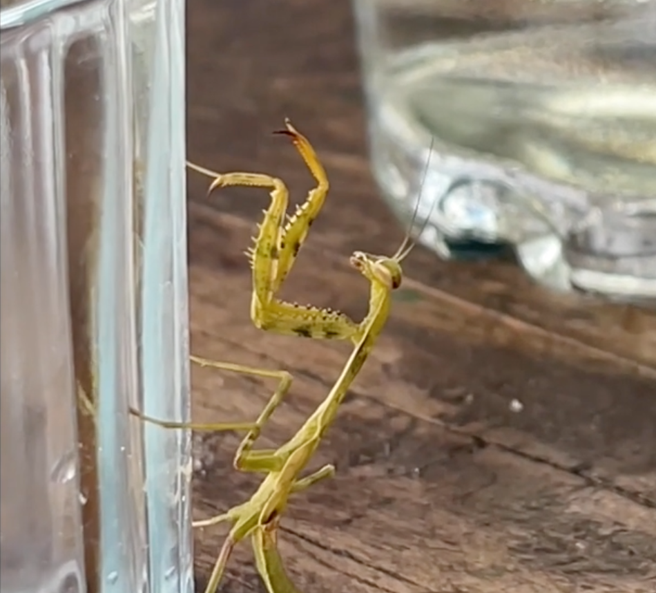 PRAYING MANTIS