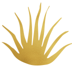 Agave plant icon for Las Melodias mezcal